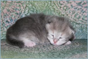 Male Siberian Kitten from Deedlebug Siberian